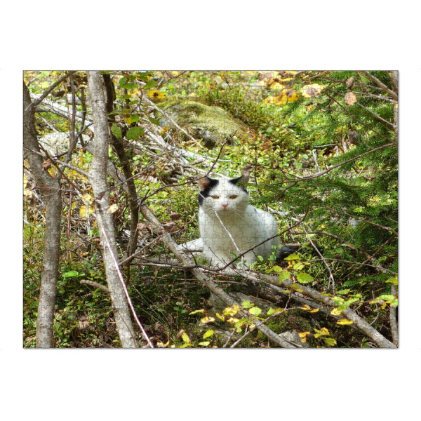 Puzzle Ravensburger "Weisse Katze im Unterholz" artboxONE - Natur,Tiere