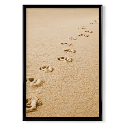 Pfotenspuren im Sand