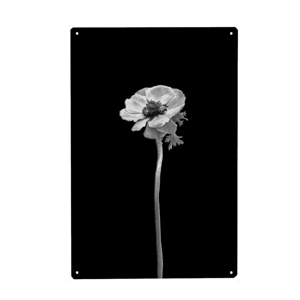Metall Poster "Kronen-Anemone | dunkles Design" artboxONE - Floral,Schwarzweiß