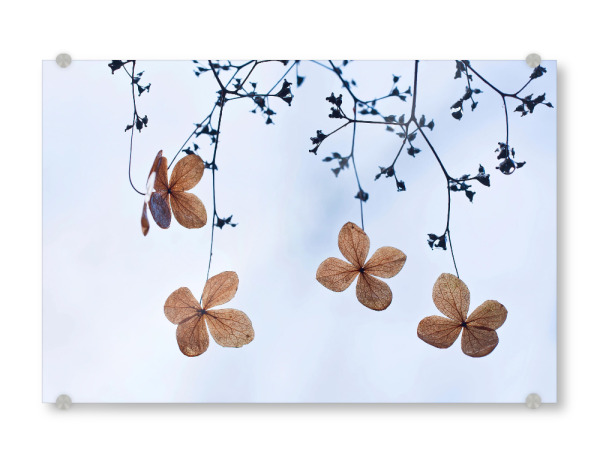 Acrylglasbild "Vergänglich" artboxONE - Natur,Floral - Kletterhortensie,Herbst,Autumn,Plants,Pflanzen,Minimal,Leaves,Blätter,Floral,Natur,Nature