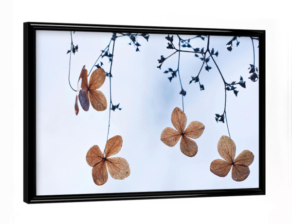 Poster mit schwarzem Rahmen "Vergänglich" artboxONE - Natur,Floral