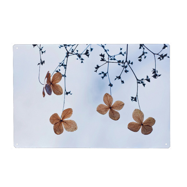 Metall Poster "Vergänglich" artboxONE - Natur,Floral - Kletterhortensie,Herbst,Autumn,Plants,Pflanzen,Minimal,Leaves,Blätter,Floral,Natur,Nature