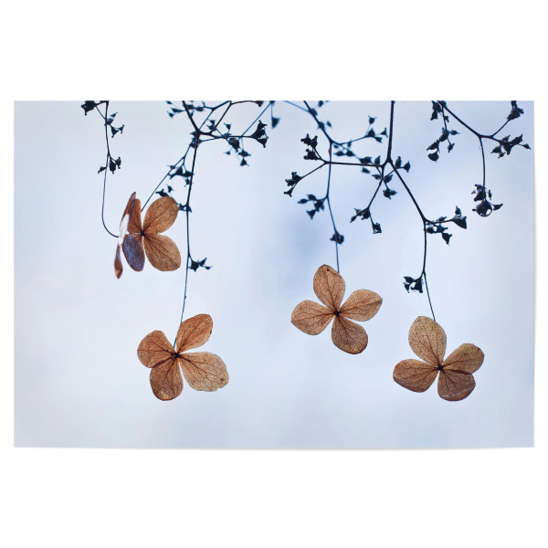 Poster "Vergänglich" artboxONE - Natur,Floral - Kletterhortensie,Herbst,Autumn,Plants,Pflanzen,Minimal,Leaves,Blätter,Floral,Natur,Nature