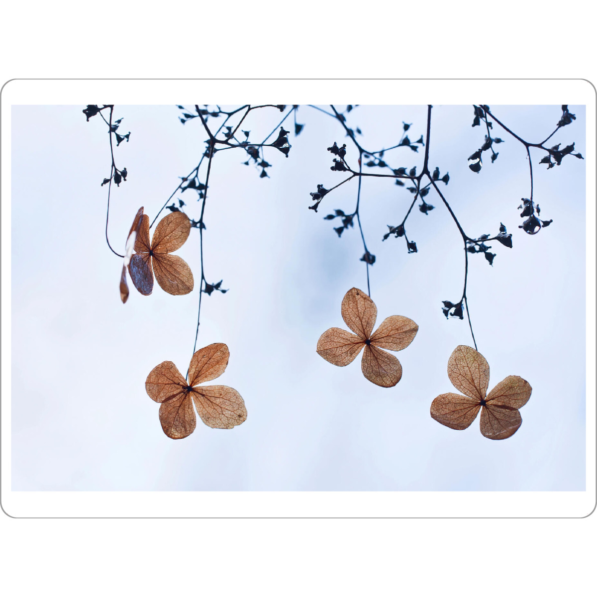 Tischset "Vergänglich" artboxONE - Natur,Floral - Kletterhortensie,Herbst,Autumn,Plants,Pflanzen,Minimal,Leaves,Blätter,Floral,Natur,Nature