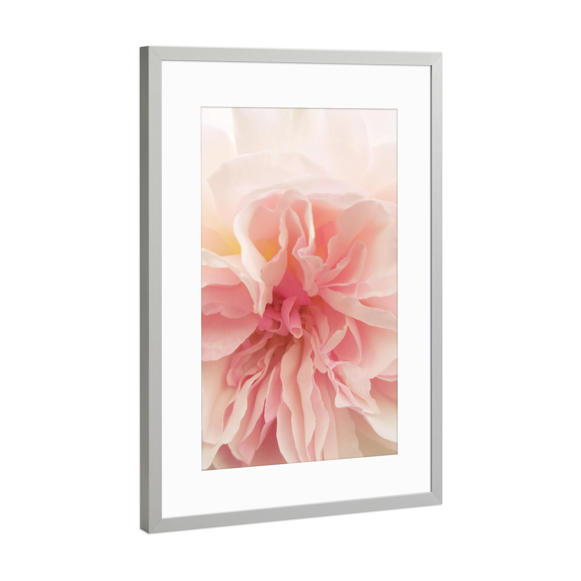 Poster mit Rahmen Silber "Pink Ancient Rose" artboxONE - Natur,Floral