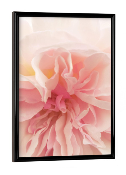 Poster mit schwarzem Rahmen "Pink Ancient Rose" artboxONE - Natur,Floral