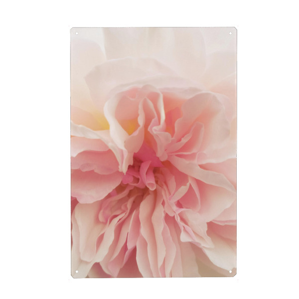 Holzbild "Pink Ancient Rose" artboxONE - Natur,Floral