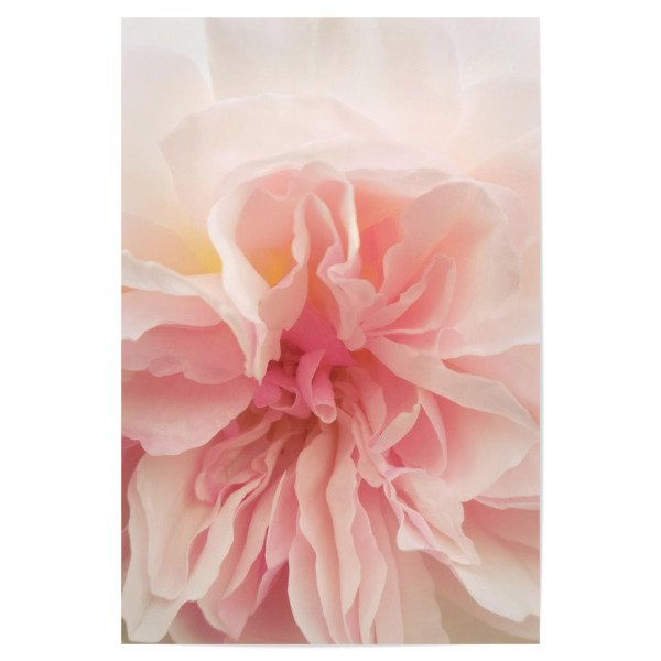 Poster "Pink Ancient Rose" artboxONE - Natur,Floral - Pink,Floral,Flower,Spring,Romantic,Delucate,Rose,Natur,Nature,Plant,Pflanze,Closeup,Nahaufnahme