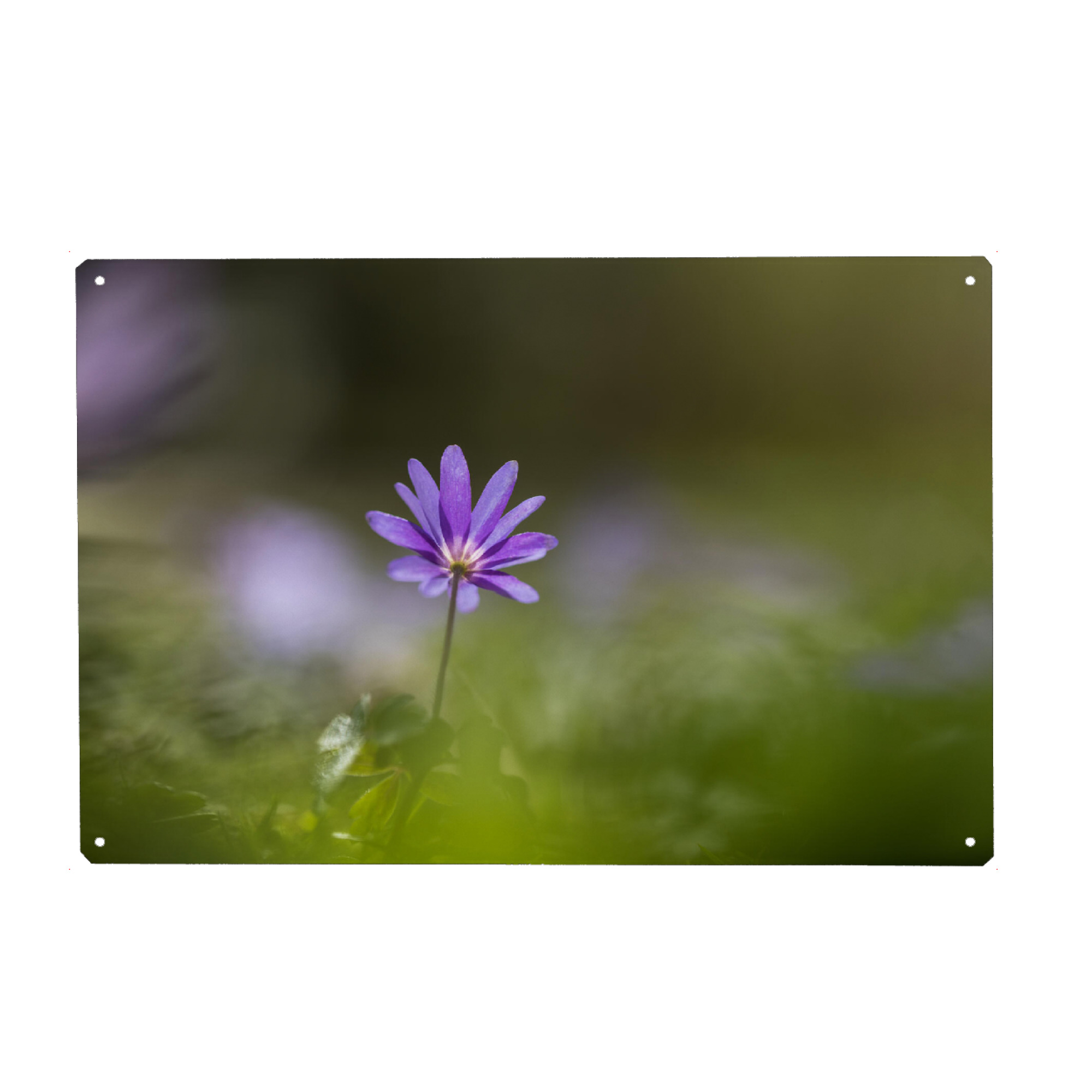 Metall Poster "Balkan-Windröschen" artboxONE - Natur,Floral