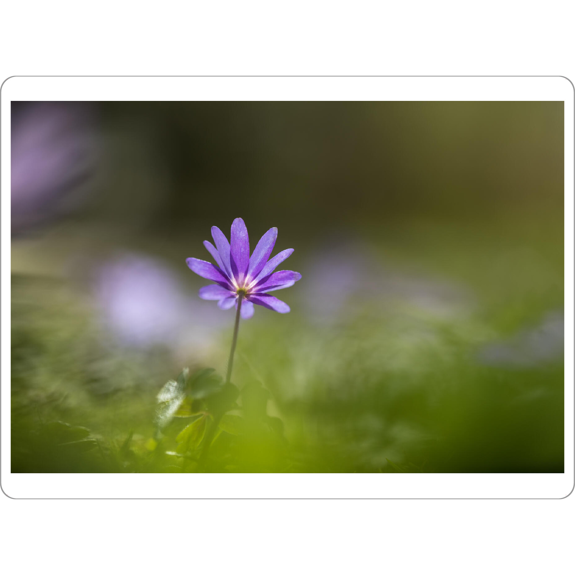 Tischset "Balkan-Windröschen" artboxONE - Natur,Floral