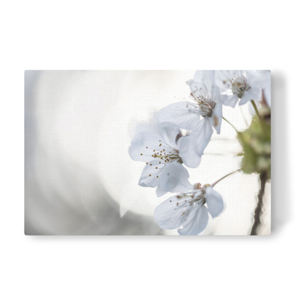 Leinwandbild "Cherry Blossom Close-up" artboxONE - Natur,Floral