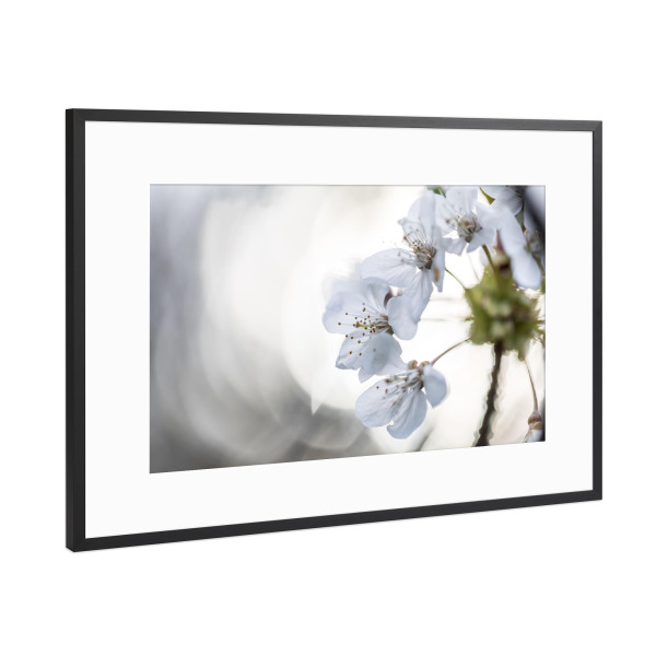 Poster mit Rahmen Schwarz (Metallic) "Cherry Blossom Close-up" artboxONE - Natur,Floral