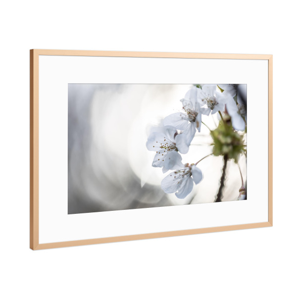 Poster mit Rahmen Kupfer "Cherry Blossom Close-up" artboxONE - Natur,Floral