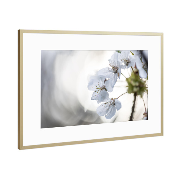 Poster mit Rahmen Gold "Cherry Blossom Close-up" artboxONE - Natur,Floral