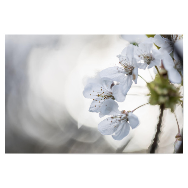 Poster 30x20 cm "Cherry Blossom Close-up" artboxONE - Natur,Floral