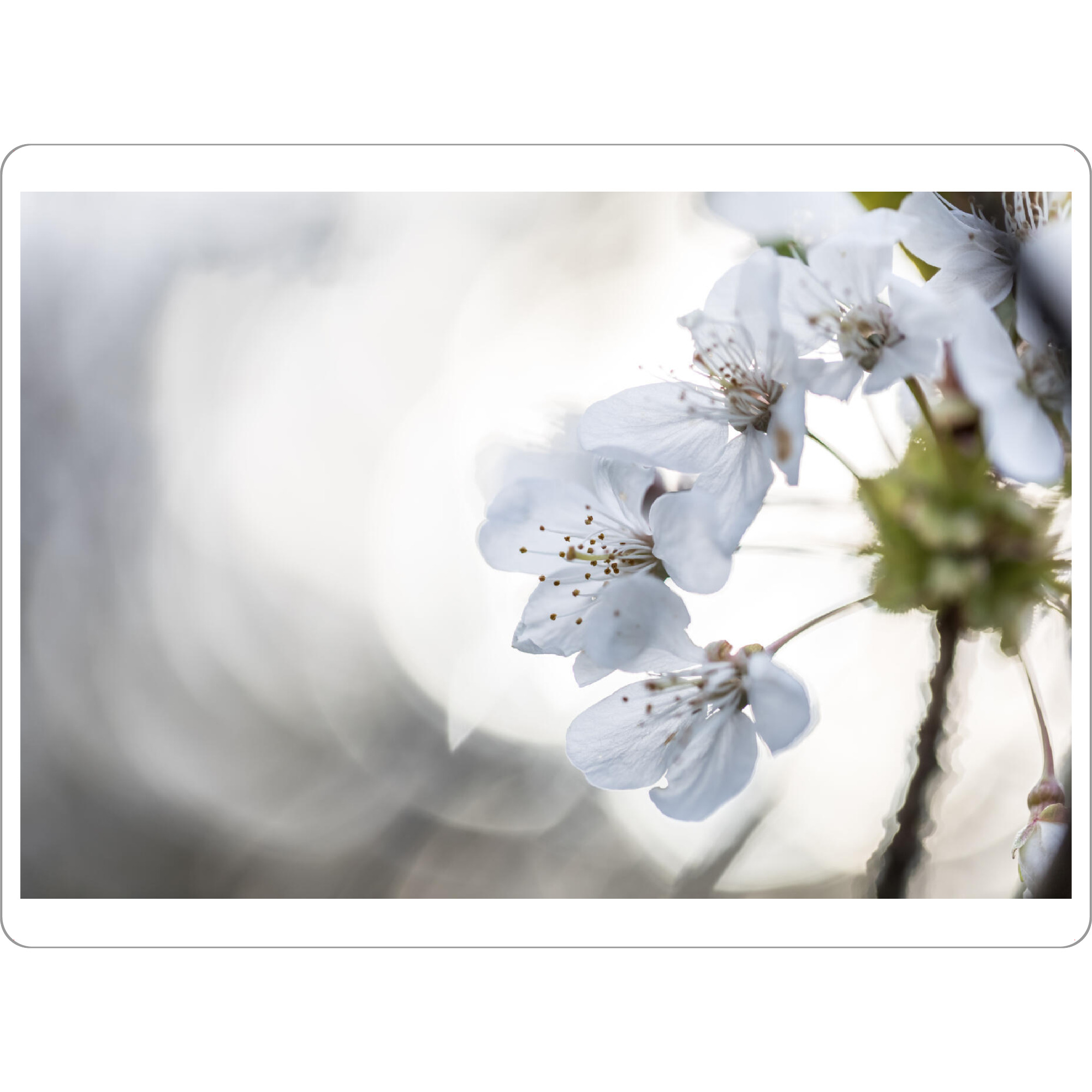 Tischset "Cherry Blossom Close-up" artboxONE - Natur,Floral