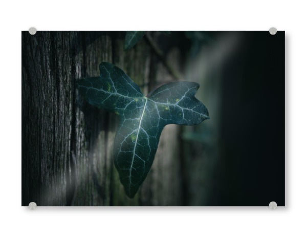 Acrylglasbild "Dark Ivy" artboxONE - Natur,Floral