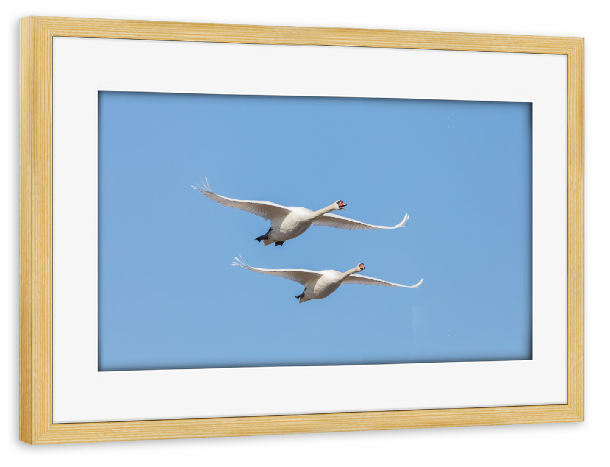 Poster mit Rahmen kiefer "Fliegende Schwäne" artboxONE - Natur,Tiere