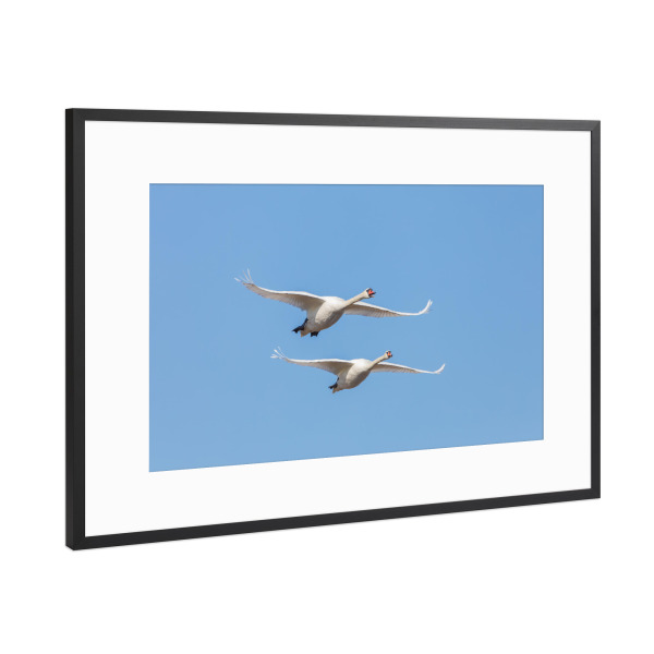 Poster mit Rahmen Schwarz (Metallic) "Fliegende Schwäne" artboxONE - Natur,Tiere