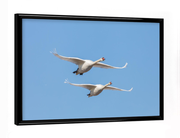 Poster mit schwarzem Rahmen "Fliegende Schwäne" artboxONE - Natur,Tiere
