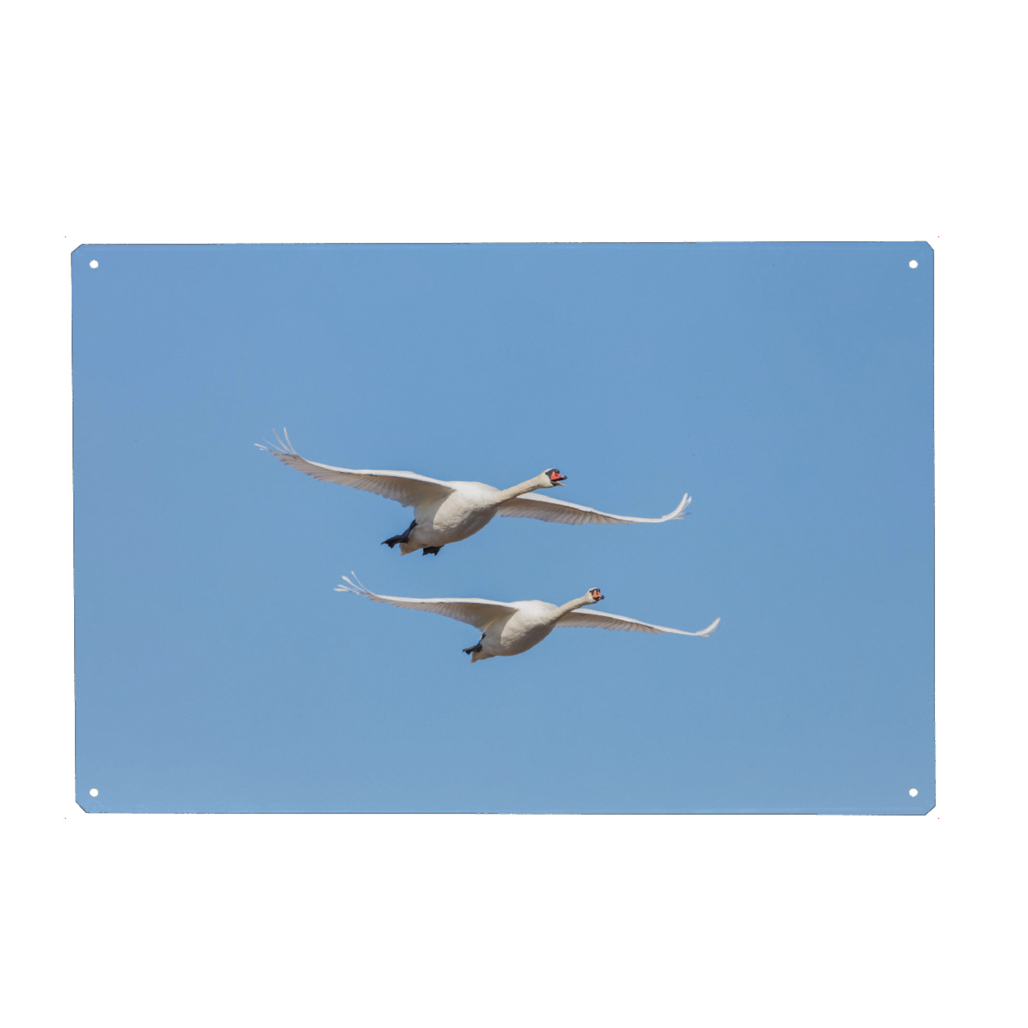 Metall Poster "Fliegende Schwäne" artboxONE - Natur,Tiere