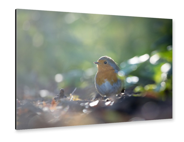 Alu-Dibond "Rotkehlchen im Wald" 30x20 cm artboxONE