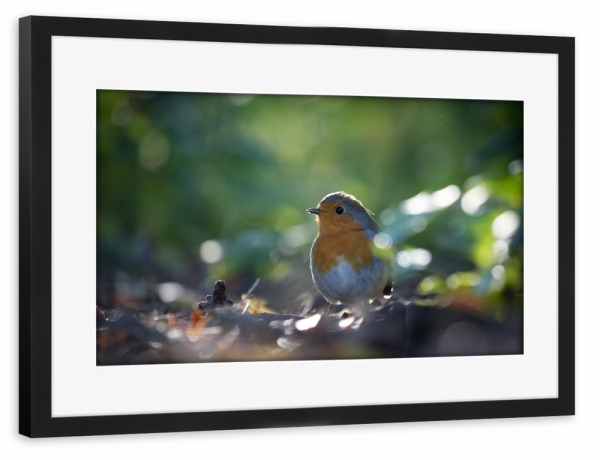 Poster mit Rahmen schwarz "Rotkehlchen im Wald" artboxONE - Natur,Tiere