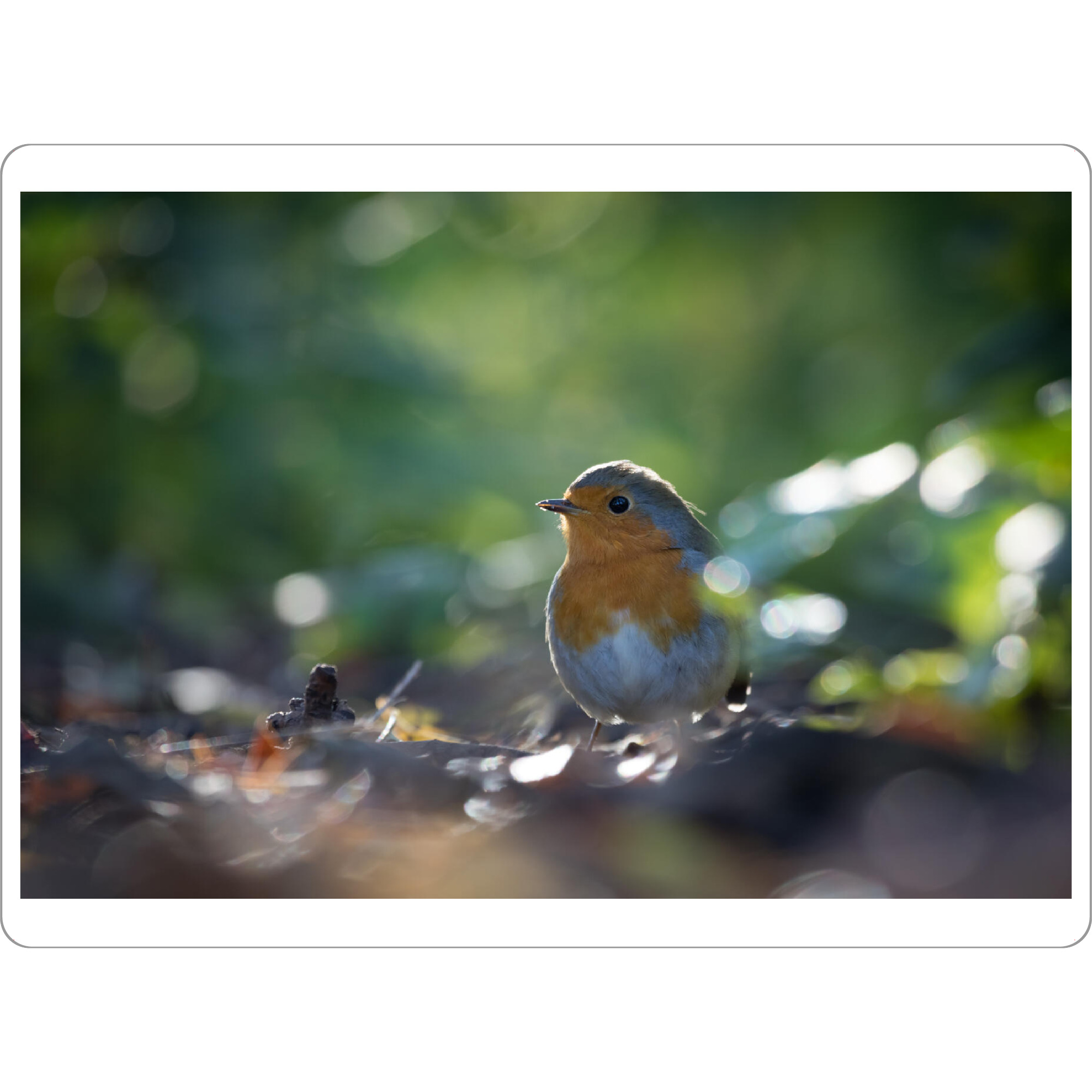 Tischset "Rotkehlchen im Wald" artboxONE - Natur,Tiere