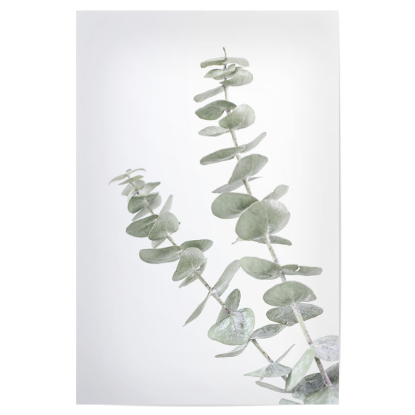 Poster 30x20 cm "Minimalist Eucalyptus" artboxONE - Natur,Floral