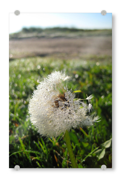 Acrylglasbild "Morgentau auf Pusteblume" artboxONE - Natur,Reise,Reise / Strand und Meer