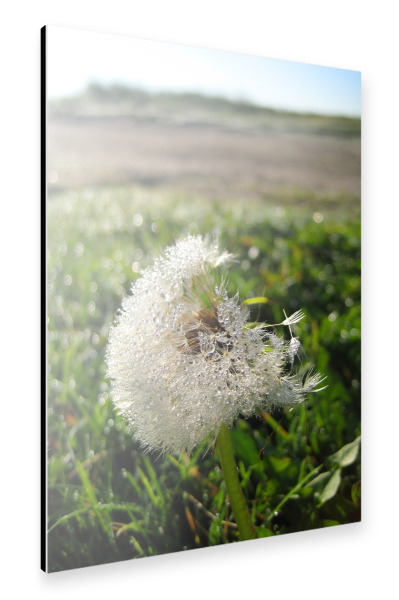 Alu-Dibond "Morgentau auf Pusteblume" 30x20 cm artboxONE