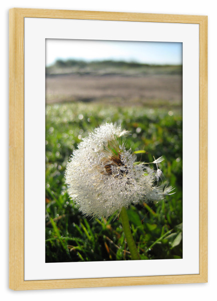 Poster mit Rahmen kiefer "Morgentau auf Pusteblume" artboxONE - Natur,Reise,Reise / Strand und Meer