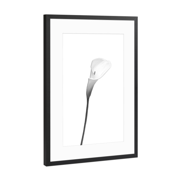 Poster mit Rahmen Schwarz (Metallic) "Calla | helles Design" artboxONE - Floral,Schwarzweiß