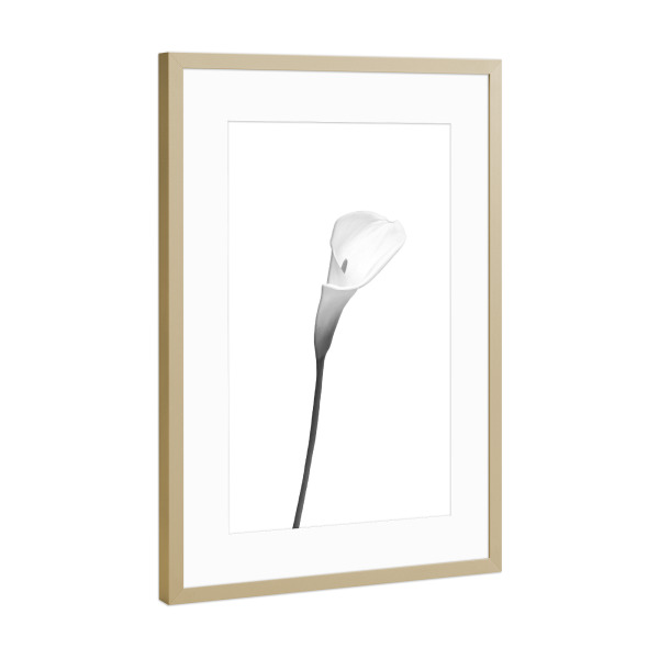 Poster mit Rahmen Gold "Calla | helles Design" artboxONE - Floral,Schwarzweiß