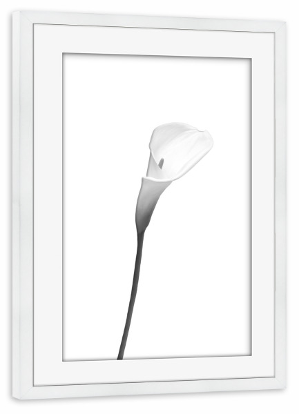 Poster mit Rahmen weiß "Calla | helles Design" artboxONE - Floral,Schwarzweiß