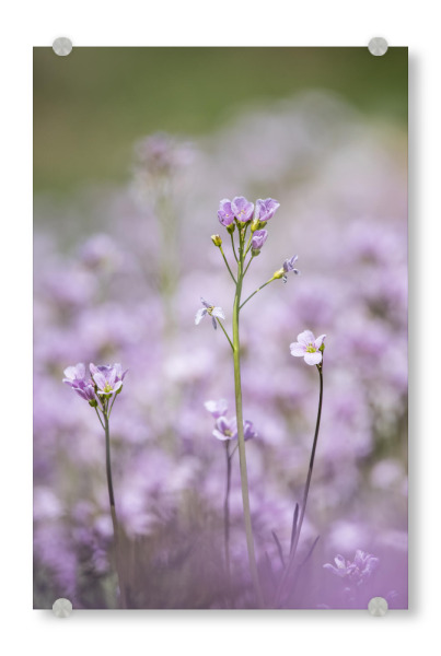 Acrylglasbild "Lady's Smock" artboxONE - Natur,Floral