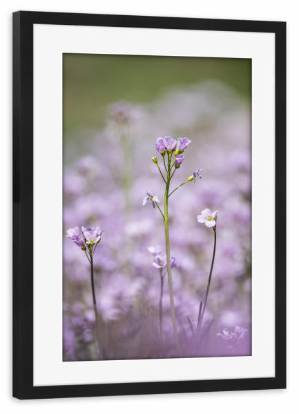 Poster mit Rahmen schwarz "Lady's Smock" artboxONE - Natur,Floral