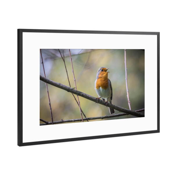 Poster mit Rahmen Schwarz (Metallic) "Singendes Rotkehlchen" artboxONE - Natur,Tiere