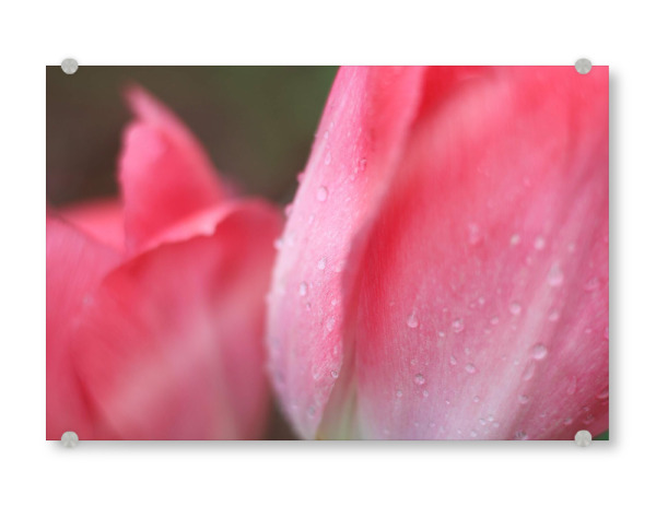 Acrylglasbild "Tulpe pink" artboxONE - Natur - Pink,Tulpe,Regentropfen,Natur,Schwarzpink,Closeup,Nahaufnahme,Nature,Leaves,Blätter,Blumen,Flowers