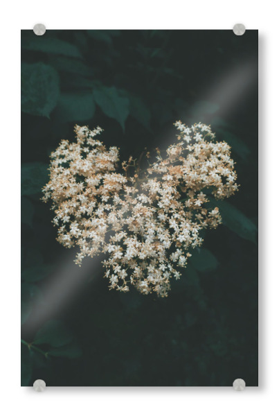 Acrylglasbild "Floral Heart" artboxONE - Natur,Floral - Flower,Plant,Spring,Heart,Nature,Herz,Blumen,Floral,Natur