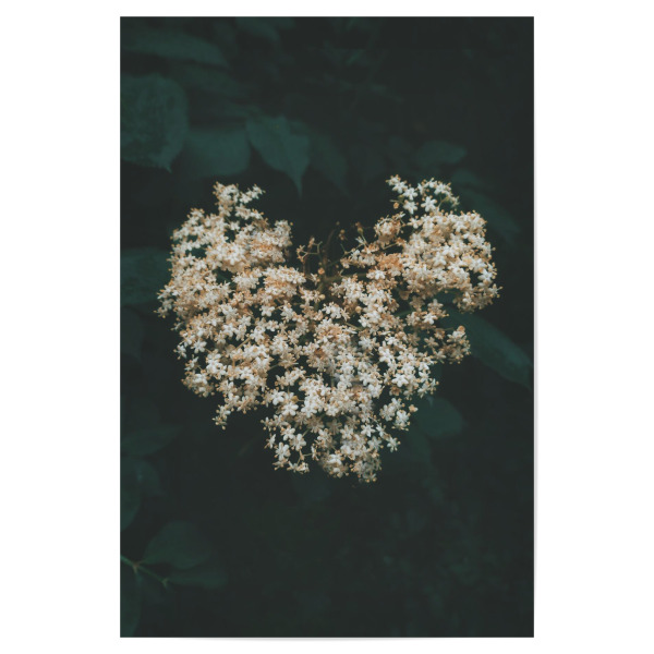 Poster "Floral Heart" artboxONE - Natur,Floral - Flower,Plant,Spring,Heart,Nature,Herz,Blumen,Floral,Natur