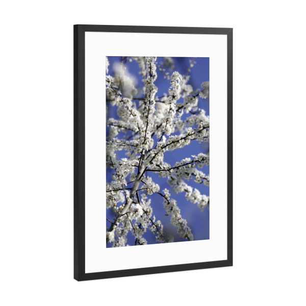 Poster mit Rahmen Schwarz (Metallic) "Weiße Blütenpracht im Frühling" artboxONE - Natur,Floral,Abstrakt,Liebe,Für Mama