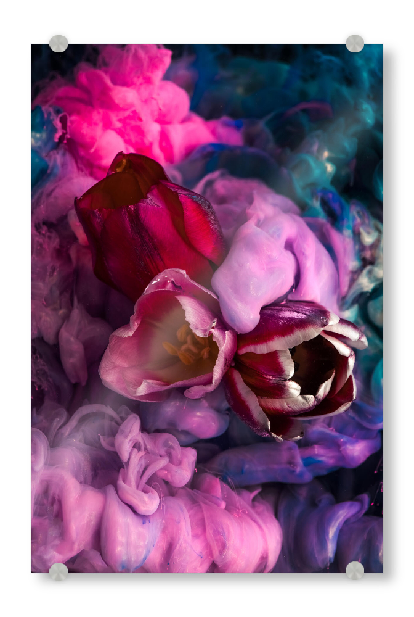 Acrylglasbild "Tulpen unter Wasser" artboxONE - Natur,Floral,Abstrakt
