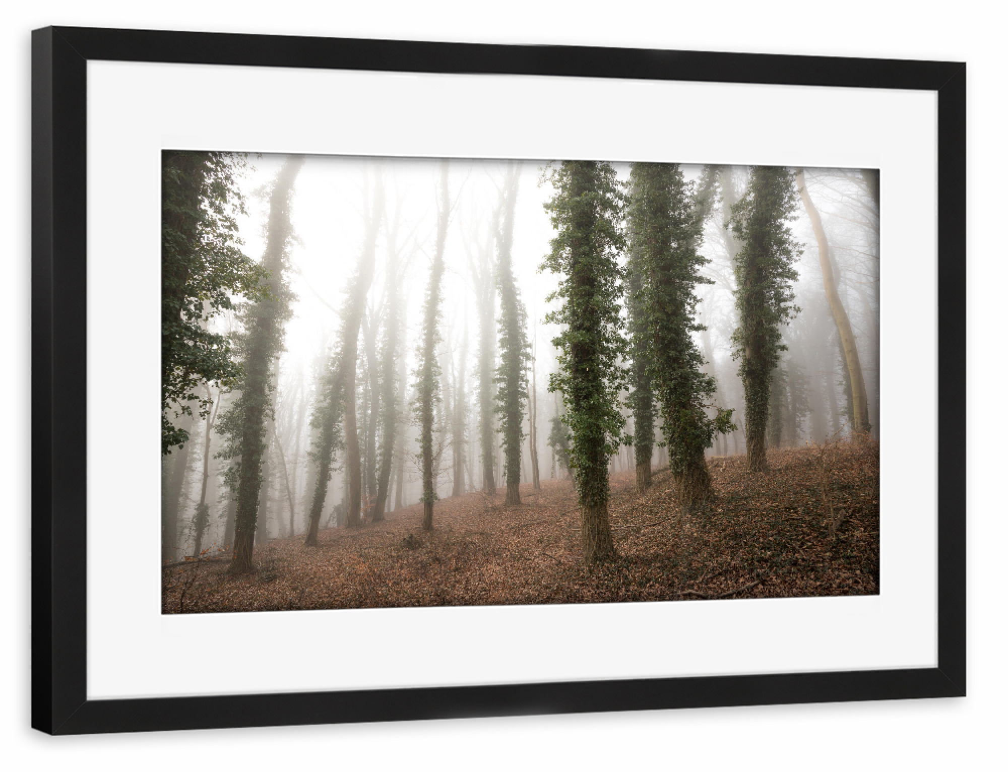 Poster mit Rahmen schwarz "Wald auf Usedom" artboxONE - Natur - Efeu,Bäume,Nebel,Nebelig,Laub,Sonnenlicht,Lichter wald,Forest,Wald,Natur,Nature