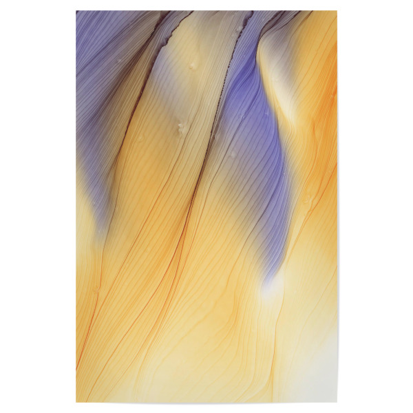 Poster "Feather- - Art" artboxONE - Abstrakt