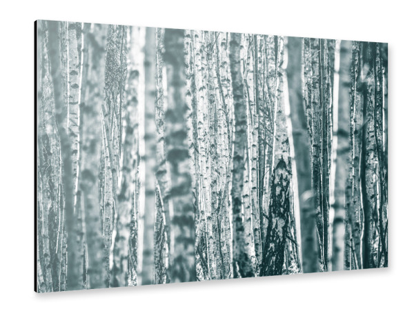 Alu-Dibond "Birkenstämme" 30x20 cm artboxONE