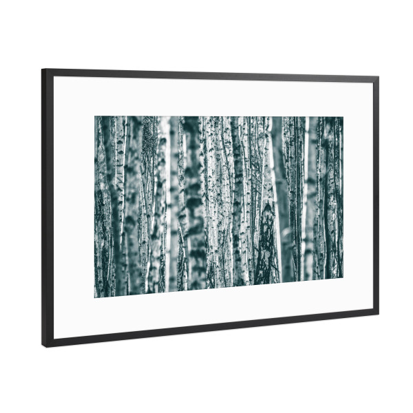 Poster mit Rahmen Schwarz (Metallic) "Birkenstämme" artboxONE - Natur,Floral