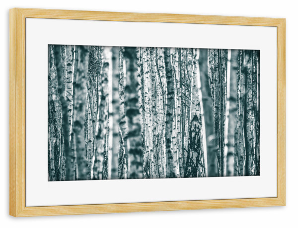 Poster mit Rahmen kiefer "Birkenstämme" artboxONE - Natur,Floral - Birken,Birkenrinde,Wald,Birkenholz,Bäume,Dicht,Forest,Trees,Natur,Nature