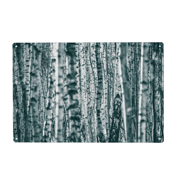 Metall Poster "Birkenstämme" artboxONE - Natur,Floral - Birken,Birkenrinde,Wald,Birkenholz,Bäume,Dicht,Forest,Trees,Natur,Nature - Blechschild