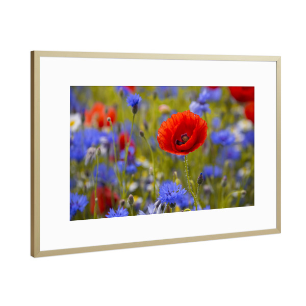 Poster mit Rahmen Gold "Mohnblüte im Kornblumenfeld" artboxONE - Natur,Floral